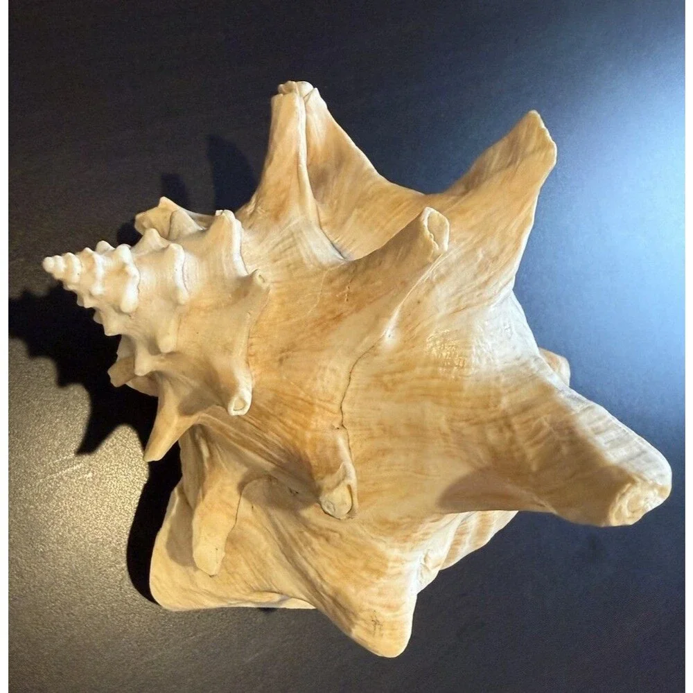 Bahamas Large Conch Seashell Vintage Ocean Decor Big Decorative Beach Sea Shell